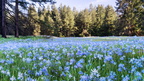 1904 flowers 214