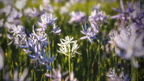 1904 flowers 230