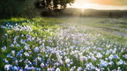 1904 flowers 242