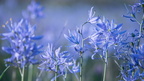 1904 flowers 262