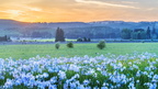 1904 flowers 259