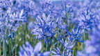 1904 flowers 265