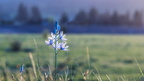 1904 flowers 275
