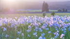 1904 flowers 276