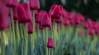 1904 flowers 038.2