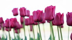 1904 flowers 058