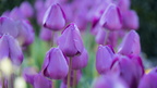 1904 flowers 065