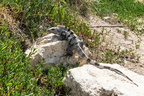 2003 MX 0216